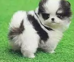 REGALO CACHORROS POMERANIA SD