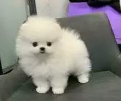 REGALO CACHORROS POMERANIA   XC