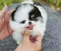 REGALO CACHORROS POMERANIA   KO