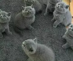 REGALO GATITOS BRITANICO PELO CORTO TR