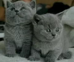 REGALO GATITOS BRITANICO PELO CORTO WE