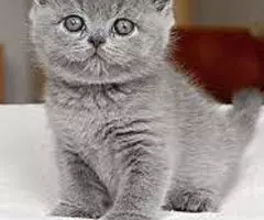 REGALO GATITOS BRITANICO PELO CORTO