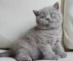 REGALO GATITOS BRITANICO PELO CORTO  TH