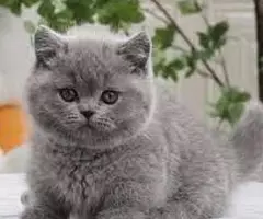 REGALO GATITOS BRITANICO PELO CORTO  DC