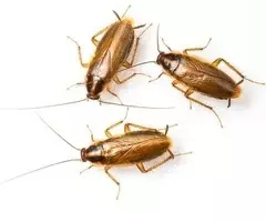 ¿Problemas de cucarachas pequeñas en casa?