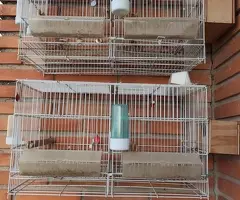 2 Jaulas de cria de pajaros