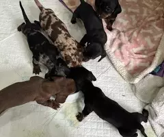 Cachorritos de raza Teckel miniatura pelo corto