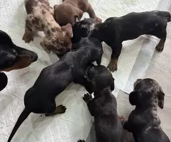 Cachorritos de raza Teckel miniatura pelo corto - 2