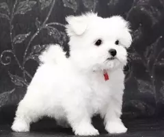 REGALO cachorro de Bichon Maltes Mini