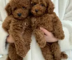 Cachorros de caniche toy, bichón maltés y maltipoo