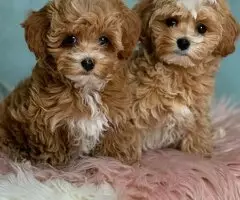 Cachorros de caniche toy, bichón maltés y maltipoo - 3