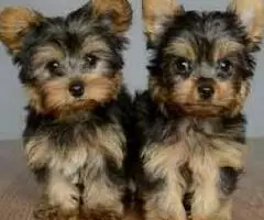 Regalo Cachorros Yorkshire Mini whatsapp ,614627713